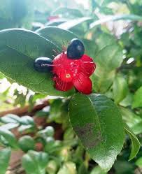 Image result for Ochna cyanophylla