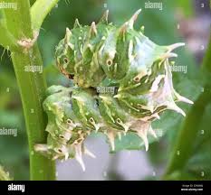 Image result for Flabellaria