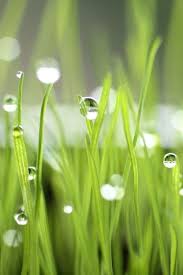 I Remember Walking Through The Early Morning Dew Shoes Getting Soaking Wet And The Delicious Smel Macro Photography Flowers Rain Wallpapers Nature Photography