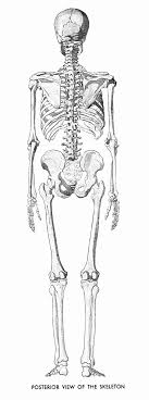It can be downloaded in whole or in part as a pdf file, or ordered as a cd at a fraction of the cost of a typical medical textbook. Human Anatomy Drawing Book Pdf Free Download Best Of An Atlas Of Anatomy For Artists Dover Anatomy For A Drawing Book Pdf Anatomy Drawing Human Anatomy Drawing