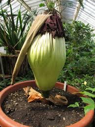 Immer wieder eine sensation und ein naturspektakel mit seltenheitswert: Titanenwurz Bluhte 2016 Amorphophallus Titanum Grosste Stinke Blume Der Welt Aus Indonesien Bgbm