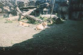 南北動物園 高雄壽山動物園 + 台北木柵動物園 動物大觀. å°åå¸æå±±åæéè¡ç¨æ¨è¦æ¨æµåç©å' æ»æ½¤å¿éçæ¨æµåç©å'å°è¨ No 2 Walkerland Taipeiwalker Japanwalker Walkerland