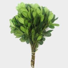 Image result for Pittosporum