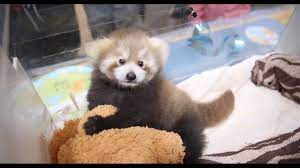 Let's check in with baby giraffe 🦒 and zebra 🦓 in the grasslands habitat at zoo knoxville. Red Panda Cub S Arrival At Zoo Knoxville Kind Of Like A Homecoming Wbir Com