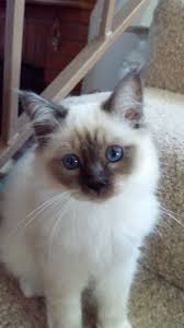Birman Blue Point Kittens For Sale Birman Kittens With Blue Eyes Birman Kittens Birman Cat Ragdoll Cat