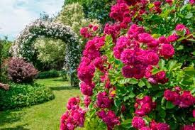 Manche von ihnen möchte ich nie wieder missen, andere bestanden den praxistest nicht. Rosen Schmucken Den Garten