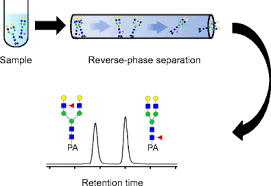 Ion Pair Chromatography – How Ipc Works, Strengths, Limitations And  Applications | Technology Networks