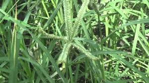 Image result for Eleusine africana