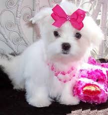 Select from hundreds of pet classifieds that will meet your preference. Maltese Puppies For Sale Manchester Nh 128625