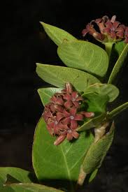 Image result for Marsdenia