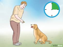 4 Ways To Train A Deaf Dog Wikihow