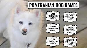 If your new dog has a sweet, gentle personality, consider naming her ada—it means kind and noble. astrid: 110 Best Pomeranian Dog Names With Meanings Petmoo