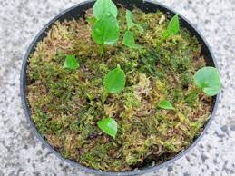 Seed Propagating Anthuriums Learn About Planting Anthurium Seeds Cuttings Are A Far Easier Way To Get A New Plant Anthurium Seeds Anthurium Anthurium Plant