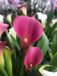 Image result for Zantedeschia