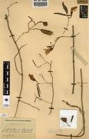 Image result for Ipomoea stolonifera