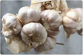 Garlic Allergy