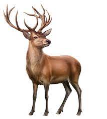 Deer Png Deer Painting Deer Pictures Deer Art