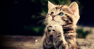 تابع معنا كل جديد في top4 لأحدث المقالات اليوميه للترفيه والمنوعات والديكور kittens cutest cute animal pictures cute animal photos
