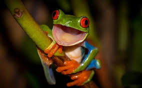 We did not find results for: Kenapa Wanita Bermimpi Katak Katak Tafsiran Mimpi