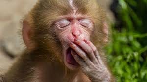 Image result for Baboon yawn images