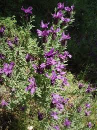 Image result for Haumaniastrum glabrifolium