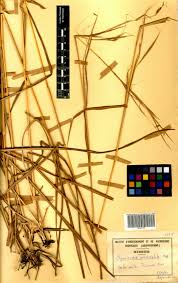 Image result for Elymandra