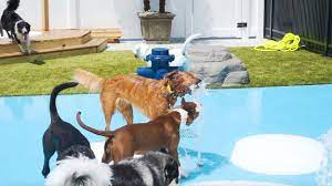 Northern new mexico's premier pet resort providing dogs and cats of the taos area with high quality pet boarding, dog daycare, baths and pet products. Doggy Daycare Pet Boarding In Ankeny Wags Pet Resort Ankeny