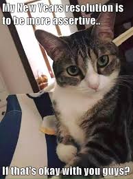 My New Years Resolution Is To Be More Assertive If That S Okay With You Guys Funny Animal Memes Funny Cat Memes Cat Memes