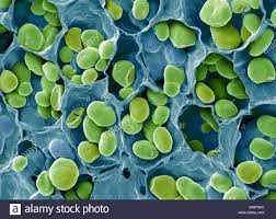 Plant cell walls are made of starch. Hvpzbfnuofgcgm