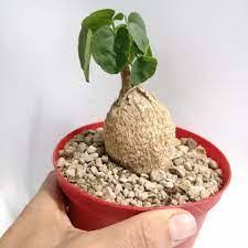 Image result for Pyrenacantha