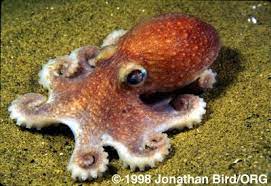 Jonathan Bird Productions Stock Photography Atlantic Arctic Octopus Bathypolypus Arcticus Octopus Octopus Pictures Deep Sea