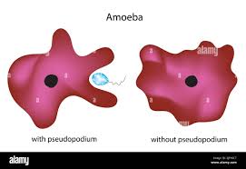 Image result for Pseudopod Ospermum