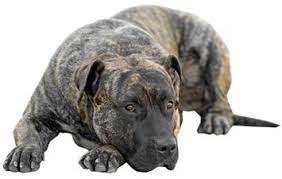 Presa canario function, form and family. Perro De Presa Canario Dog Breed Information Continental Kennel Club
