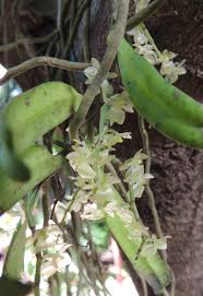 Image result for Rhipidoglossum bilobatum