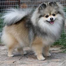 Pomeranianpuppy Yavru Kopek