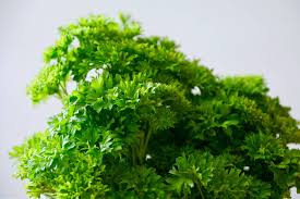 Finally, seal the bag and refrigerate it. What To Do With Fresh Parsley Frugal Cooking