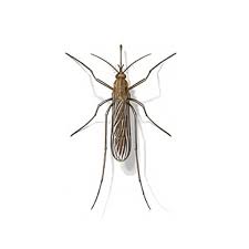 When searching for pest control near me, it is easy to be overwhelmed by the different options. Mosquito Exterminators Control Removal Portland Or