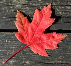 Image result for Canada Day History