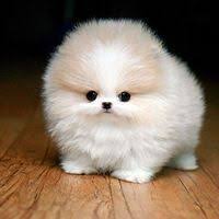 Every teacup or toy pomeranian puppy for sale here at teacups, puppies and boutique of south florida will go home with an official health certificate signed by a licensed veterinarian, a 1 year health guarantee protecting against hereditary and congenital defects, all current vaccinations. Teacup Pomeranian Puppies For Sale 250 Cheap Online