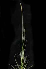 Image result for Setaria sphacelata