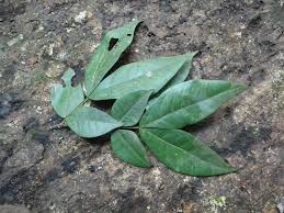 Image result for Cynometra alexandri