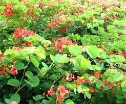Image result for Bauhinia galpinii
