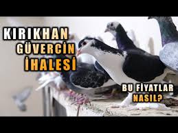 Kirikhan Guvercin Ihalesi Bu Fiyatlar Nasil Youtube