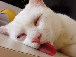 We did not find results for: Keren 30 Gambar Lucu Kucing Ngantuk Kumpulan Gambar Lucu