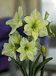 Pin On Amaryllis Flower
