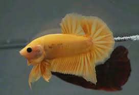 Ohmpk Yellow Banana Fancy Star Tail Ikan Hiasan