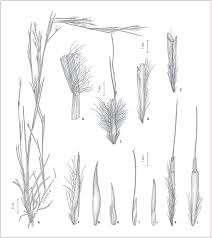 We did not find results for: Revision Taxonomica De Las Especies Del Genero Schizachyrium Poaceae Andropogoneae De Sudamerica