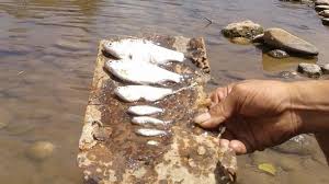 Menombak ikan di sungai di malam hari memang lebih enak dibanding memanah ikan di siang hari, karena ikannya jinak dan. Petisi Stop Racun Dan Strum Ikan Di Sungai Jaga Dan Lestarikan Ekosistem Sungai Change Org