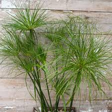 Image result for Cyperus papyrus