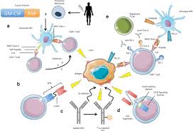 Castration usually has no effect on dogs that have prostate cancer. Immunotherapy In Prostate Cancer Teaching An Old Dog New Tricks Springerlink